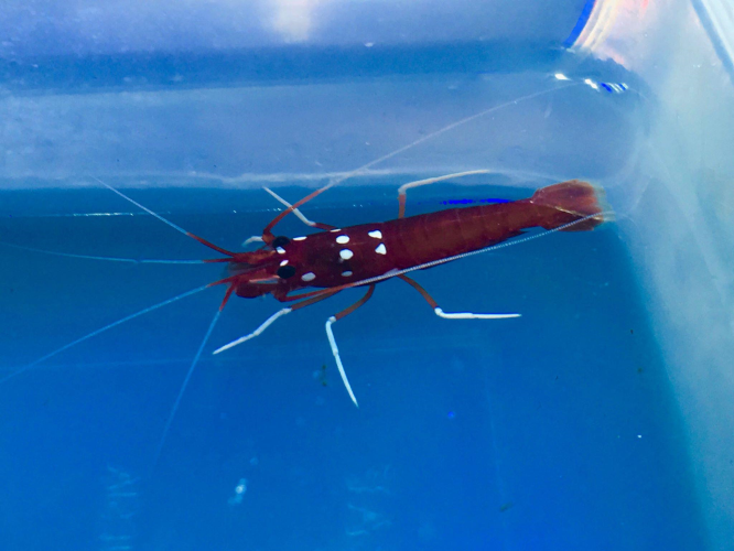 Blood Shrimp
