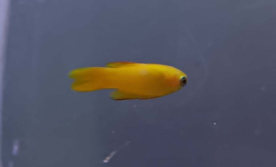 Fully Quarantined Yellow Assessor