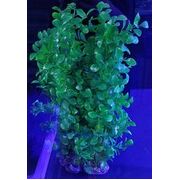 Artificial Plant Green