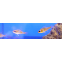 Gold Stripe Cardinals