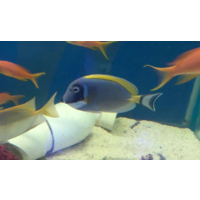 Powder Blue Tang