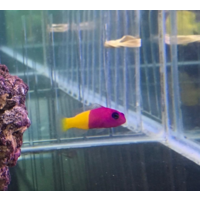 Royal Dottyback