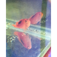 Flame Hawkfish