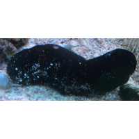 Black Sea Cucumber