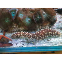 Tigertail Sea Cucumber
