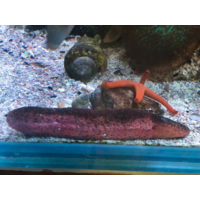 Burnt Sausage Sea Cucumber