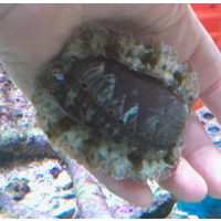 Abalone