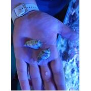 Small Nano Strombus Snails