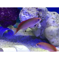 Cooperi Anthias