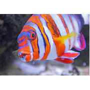 Harlequin Tuskfish 