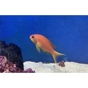 Female Lyretail Anthias