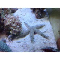 Sand Sifting Sea Star