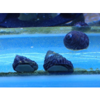 Turbo Snails Small