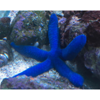 Blue Linckia Sea Star