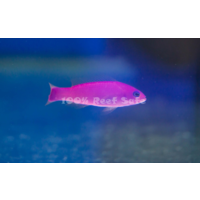 Strawberry Dottyback