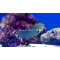 Melanarus Wrasse M