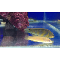 Melanarus Wrasse Pairs