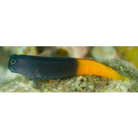 Bi Colour Blenny