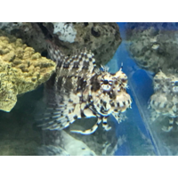 Lawnmower Blenny