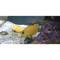 Orange Shoulder Tang