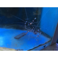 Coral Banded Shrimp Pair
