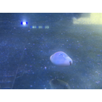 Cowrie Snails
