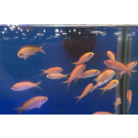 Dispar Anthias
