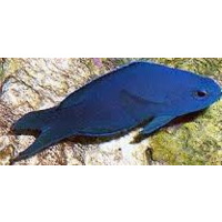 Blue Assessor