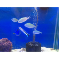 Blue/Green Chromis