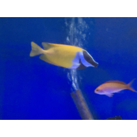 Foxface Rabbitfish