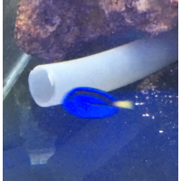 Small Blue Tang