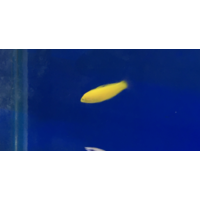 Fully QT'd Banana Wrasse 