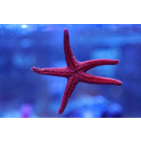 Red Fromia Sea Star