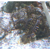 Feather Star with Yellow Tips