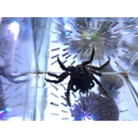 WA Spider Decorator Crab