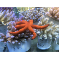 Red Linckia Star