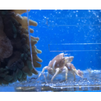 Porcelain Crab Single