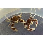Porcelain Crab Pair
