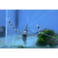 Coral Banded Shrimp Singles