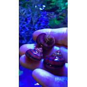 Turbo Snails Large