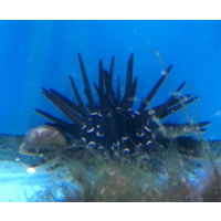 Rock Borer Urchin 
