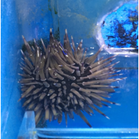 Short Spine Urchin Med