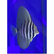 Sailfin Tang 