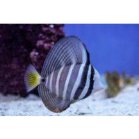 Sailfin Tang 