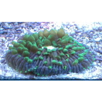 Fungia Green Aquacultured in store