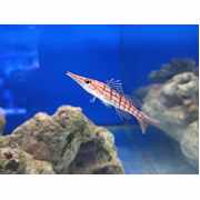Long Nose Hawkfish