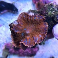 Superman Rhodactis