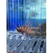 Antennata Lionfish 