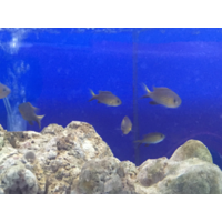 Vanderbilt Chromis