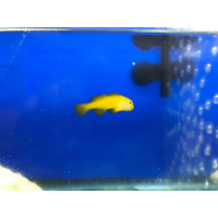 Yellow Coral Goby